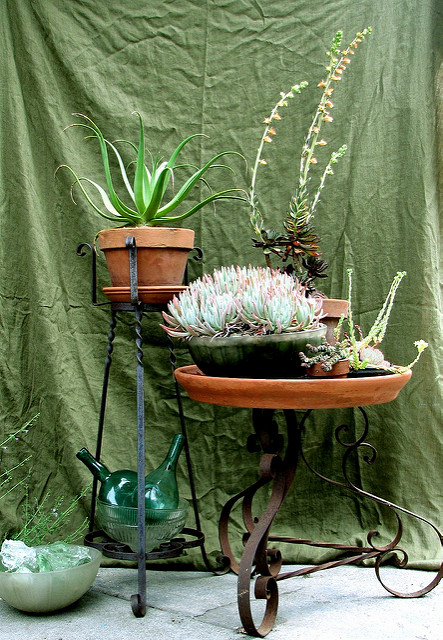 Dudleya edulis (Dudleya edulis)