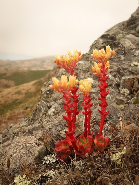 Dudleya farinosa (Dudleya farinosa)