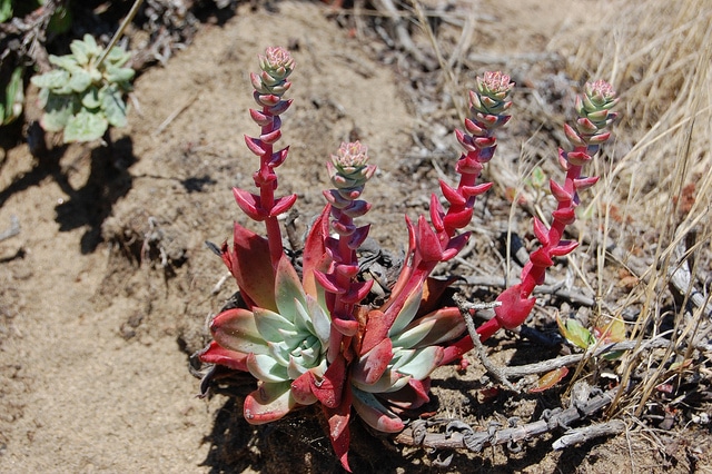 Dudleya farinosa