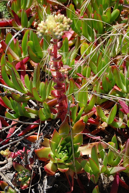 Dudleya farinosa
