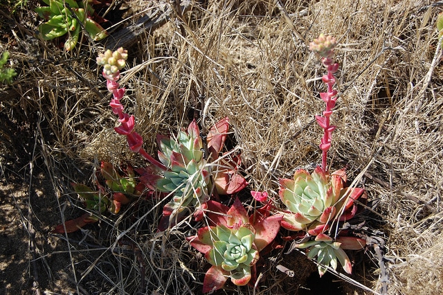 Dudleya farinosa
