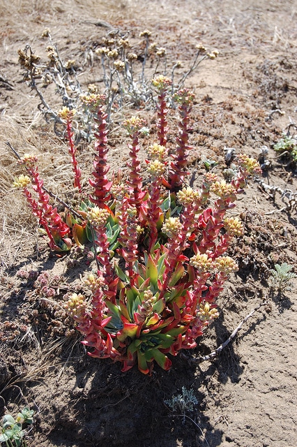 Dudleya farinosa