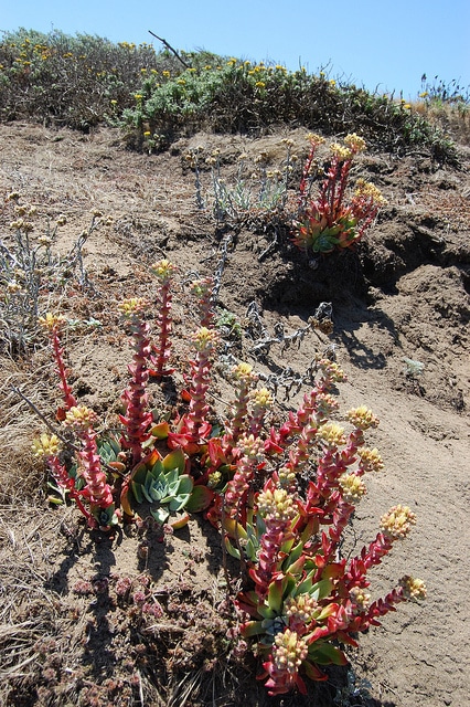 Dudleya farinosa