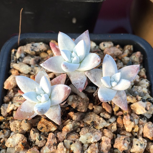 Dudleya gnoma (Dudleya gnoma)