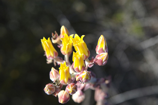 Dudleya lanceolata