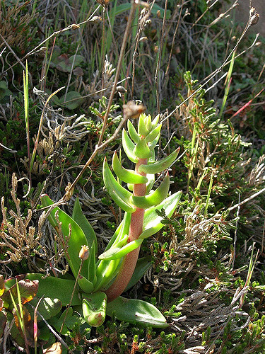 Dudleya lanceolata