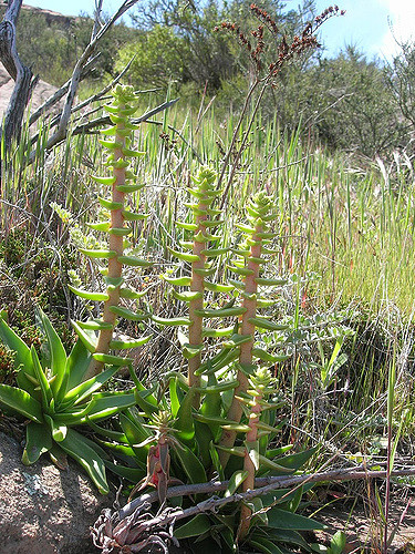 Dudleya lanceolata
