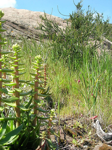 Dudleya lanceolata