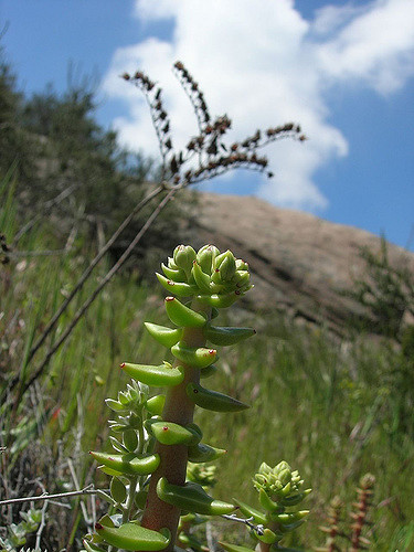 Dudleya lanceolata
