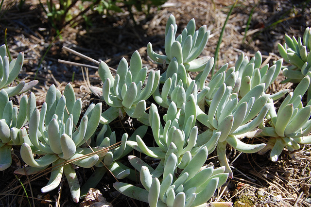 Dudleya lanceolata (Dudleya lanceolata)