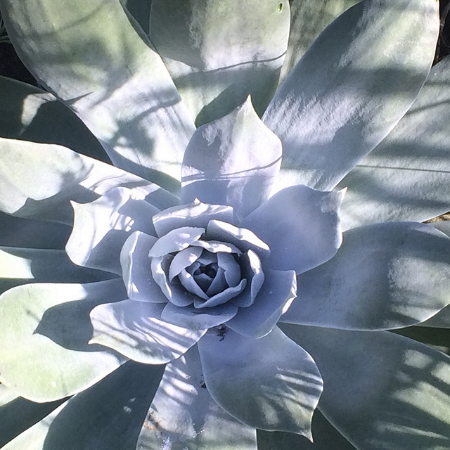 Dudleya pulverulenta
