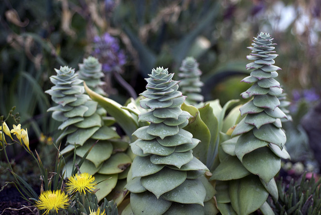 Dudleya pulverulenta
