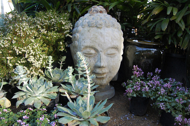 Dudleya pulverulenta