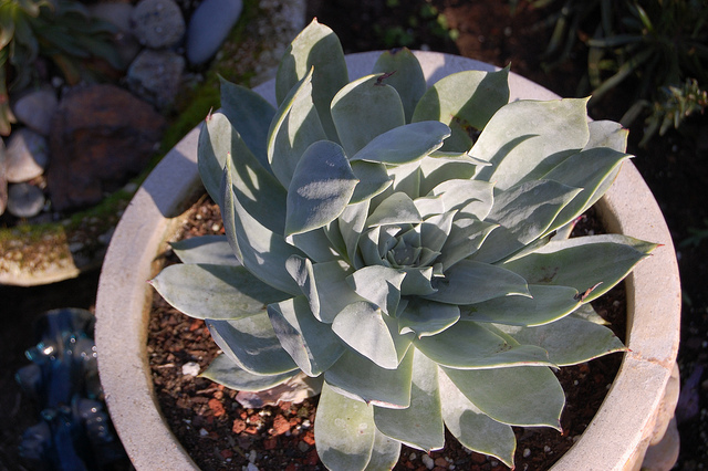 Dudleya pulverulenta