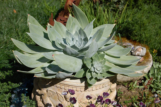 Dudleya pulverulenta