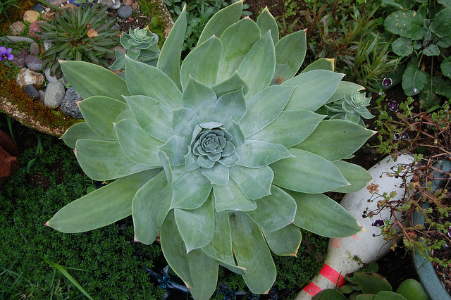 Dudleya pulverulenta (Dudleya pulverulenta)