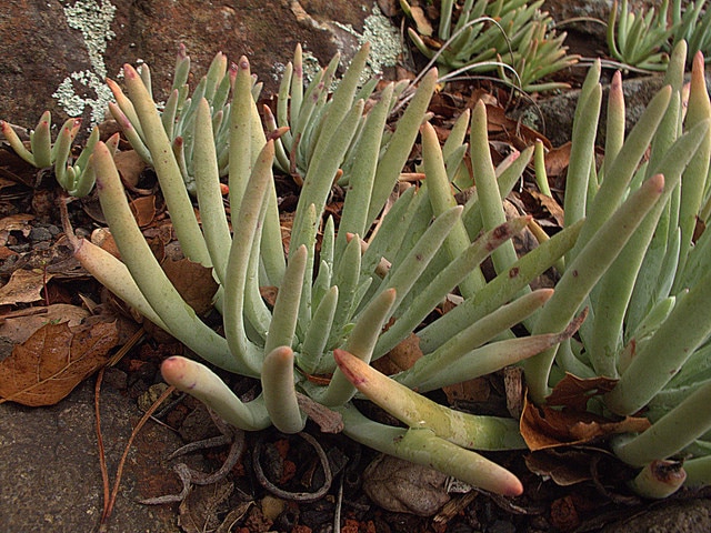 Dudleya virens