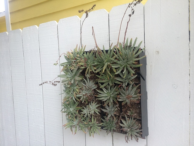 Dudleya virens
