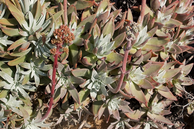 Dudleya virens