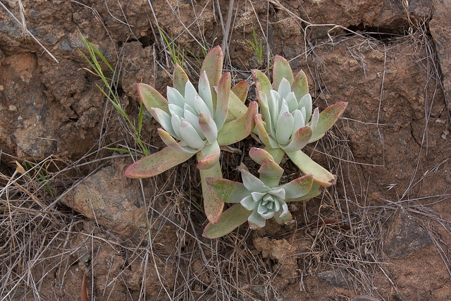 Dudleya virens