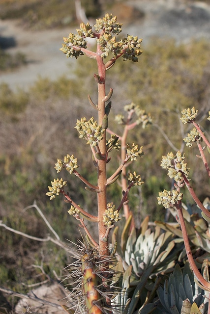 Dudleya virens
