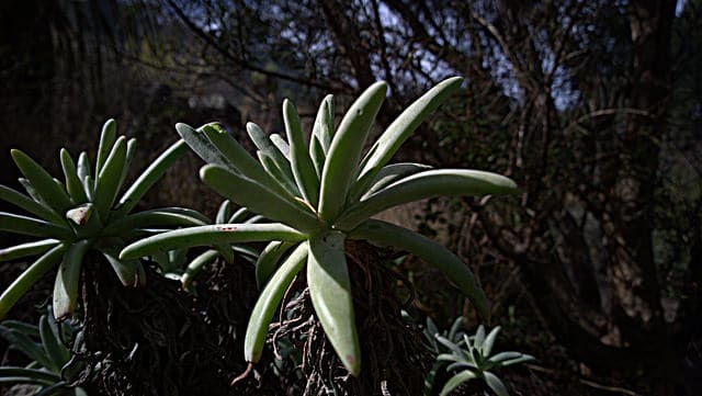 Dudleya virens (Dudleya virens)