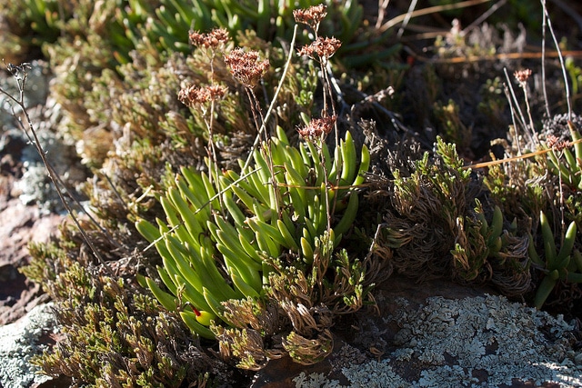 Dudleya viscida