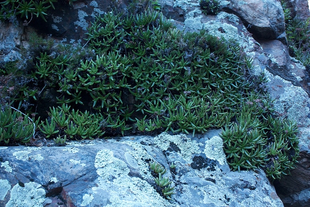 Dudleya viscida