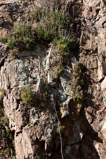 Dudleya viscida