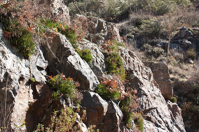 Dudleya viscida