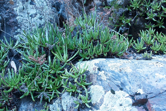 Dudleya viscida
