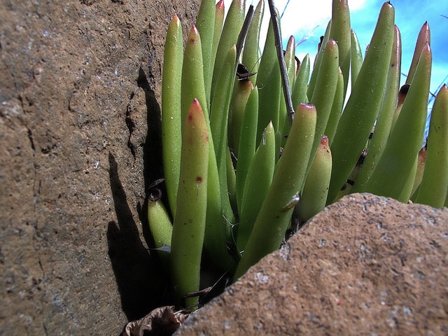 Dudleya viscida (Dudleya viscida)