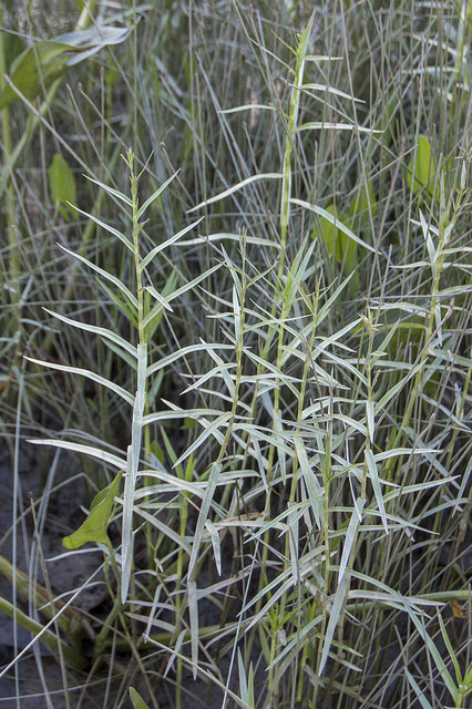 Dulichium (Dulichium arundinaceum)