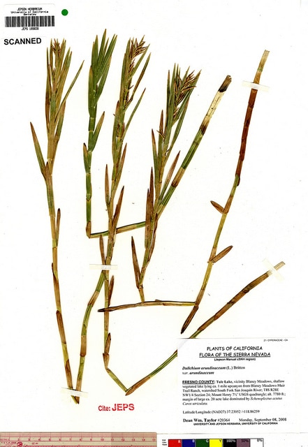 Dulichium