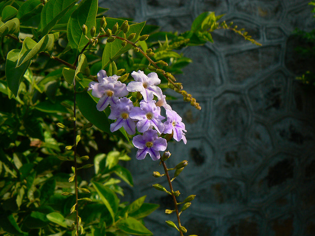 Vanillier de cayenne