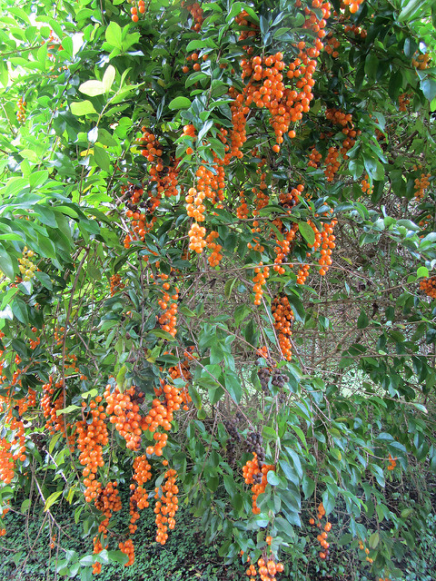 Vanillier de cayenne