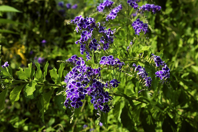 Vanillier de cayenne