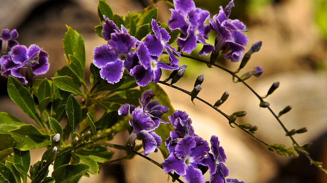 Vanillier de cayenne (Duranta erecta)