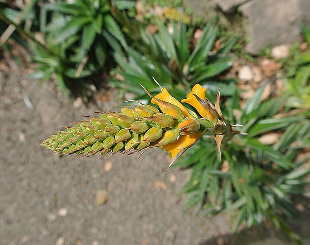 Dyckia brevifolia (Dyckia brevifolia)