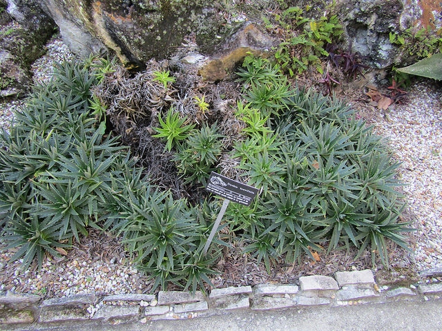 Dyckia brevifolia