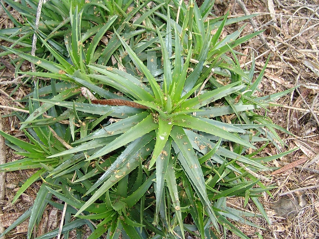 Dyckia brevifolia