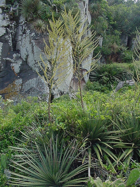 Dyckia maritima