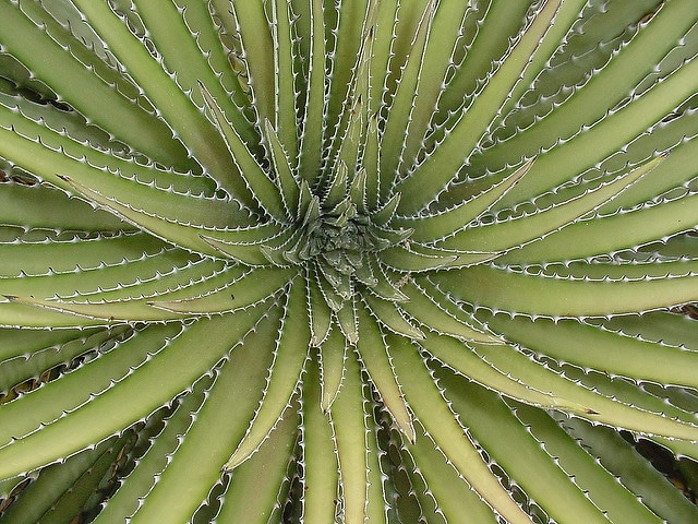 Dyckia maritima