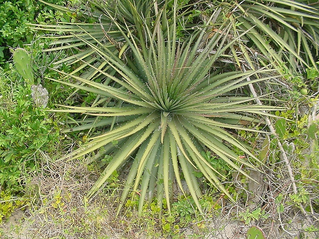 Dyckia maritima