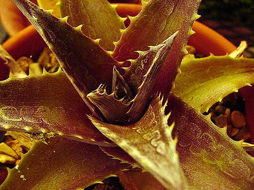 Dyckia platyphylla (Dyckia platyphylla)