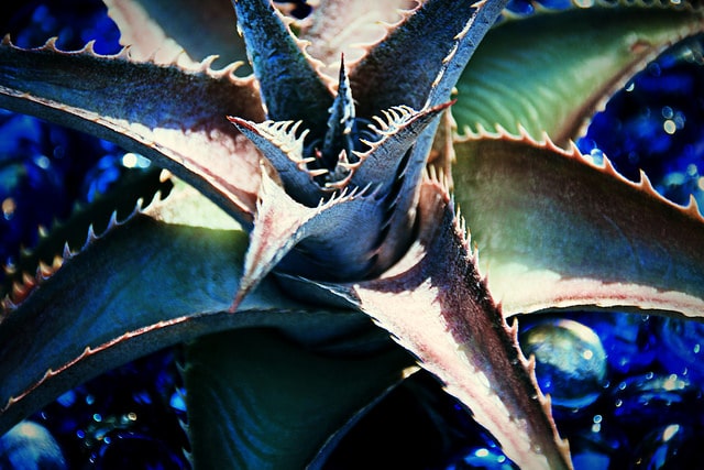 Dyckia platyphylla