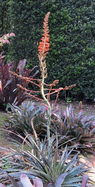 Dyckia platyphylla