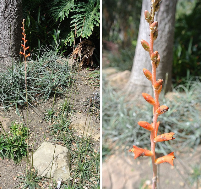 Dyckia rariflora (Dyckia rariflora)