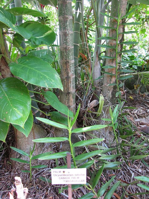 Dypsis cabadae