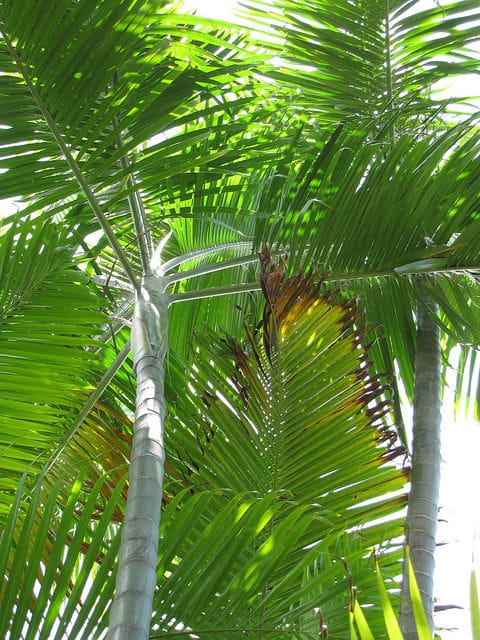 Dypsis cabadae